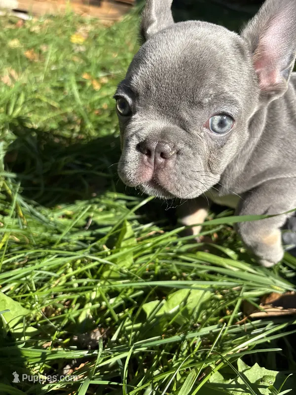 Hippo – French Bulldog puppy for sale in Saint Paul, MN