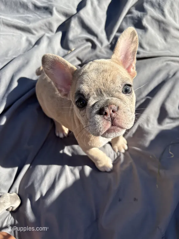 Sardine  – French Bulldog puppy for sale in Saint Paul, MN