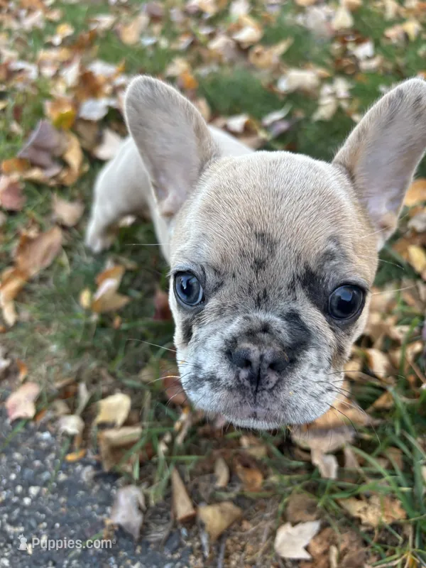 Seven  – French Bulldog puppy for sale in Saint Paul, MN