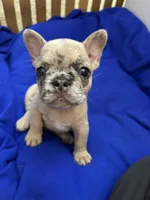 Seven , a female French Bulldog for sale in Saint Paul, MN – 2 of 2