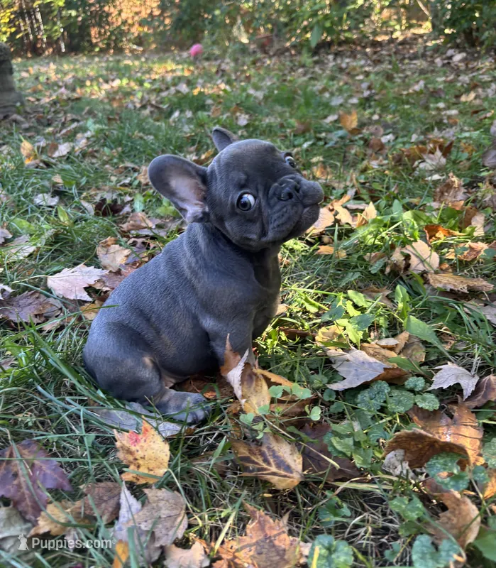 Lady Bug – French Bulldog puppy for sale in Saint Paul, MN