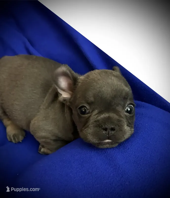 Lady Bug – French Bulldog puppy for sale in Saint Paul, MN