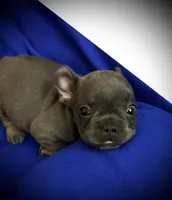 Lady Bug, a female French Bulldog for sale in Saint Paul, MN – 1 of 2