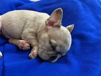 Sardine , a female French Bulldog for sale in Saint Paul, MN – 2 of 3