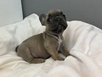Chipmunk , a male French Bulldog for sale in Saint Paul, MN – 1 of 3