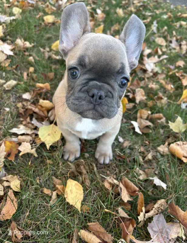 Chipmunk  – French Bulldog puppy for sale in Saint Paul, MN