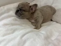 Seven , a female French Bulldog for sale in Saint Paul, MN – 1 of 2