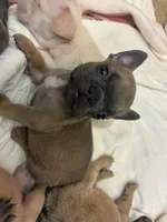 Chipmunk , a male French Bulldog for sale in Saint Paul, MN – 2 of 3