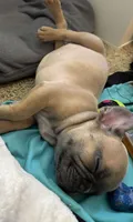 Chipmunk , a male French Bulldog for sale in Saint Paul, MN – 3 of 3