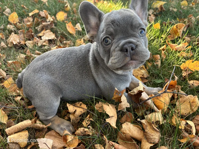 Honey Bee – French Bulldog puppy for sale in Saint Paul, MN