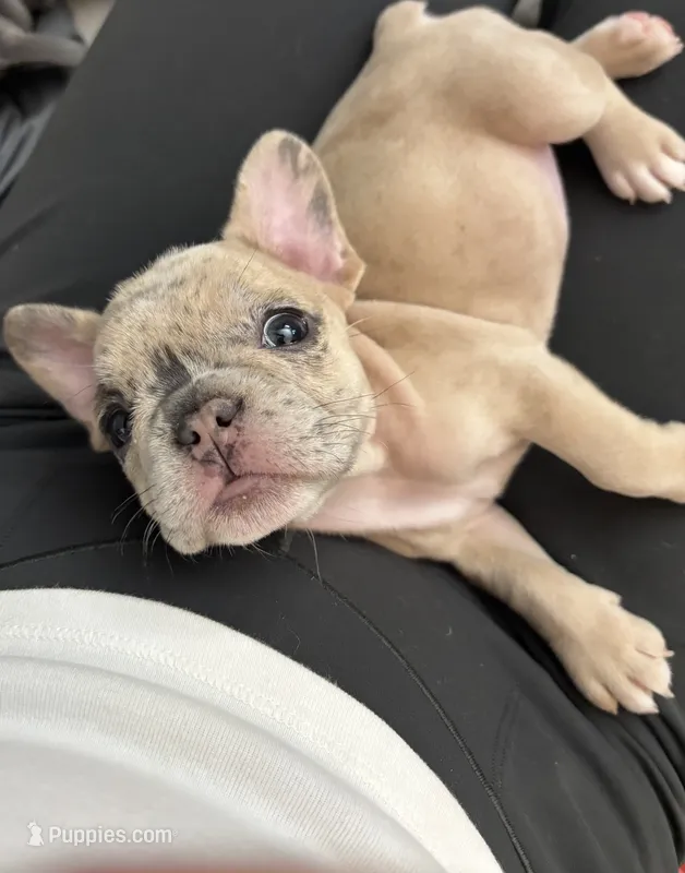 Sardine  – French Bulldog puppy for sale in Saint Paul, MN