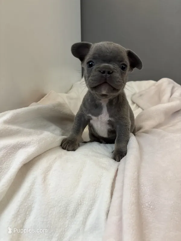 Hippo – French Bulldog puppy for sale in Saint Paul, MN