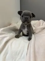 Hippo, a male French Bulldog for sale in Saint Paul, MN – 1 of 1