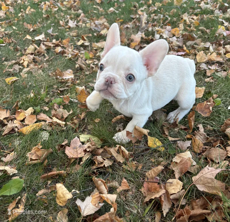 Macaroni  – French Bulldog puppy for sale in Saint Paul, MN