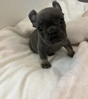 Lady Bug, a female French Bulldog for sale in Saint Paul, MN – 2 of 2