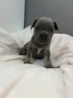 Honey Bee, a female French Bulldog for sale in Saint Paul, MN – 1 of 4