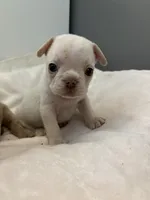 Macaroni , a male French Bulldog for sale in Saint Paul, MN – 1 of 1