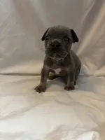 Honey Bee, a female French Bulldog for sale in Saint Paul, MN – 2 of 4