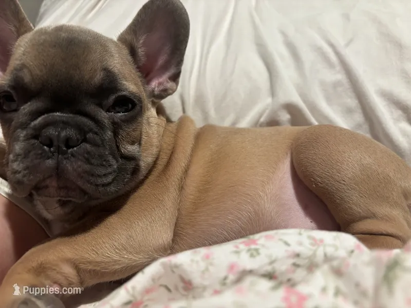 Chipmunk  – French Bulldog puppy for sale in Saint Paul, MN