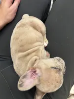 Sardine , a female French Bulldog for sale in Saint Paul, MN – 3 of 3