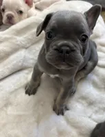 Honey Bee, a female French Bulldog for sale in Saint Paul, MN – 3 of 4