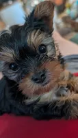 Chip, a male Yorkshire Terrier for sale in Alexandria, SD – 1 of 2