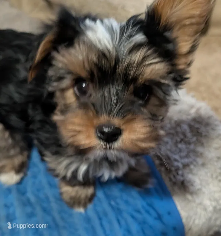 Pixie – Yorkshire Terrier puppy for sale in Alexandria, SD
