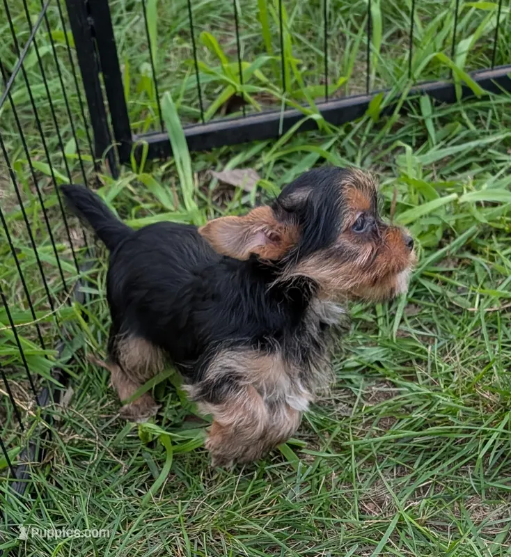 Nadia – Yorkshire Terrier puppy on hold in Alexandria, SD