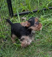 Nadia, a female Yorkshire Terrier for sale in Alexandria, SD – 2 of 2