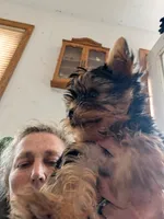 Chip, a male Yorkshire Terrier for sale in Alexandria, SD – 4 of 4