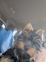 Lucky, a male Yorkshire Terrier for sale in Alexandria, SD – 2 of 2