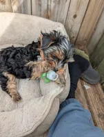 Benny, a male Yorkshire Terrier for sale in Alexandria, SD – Photo 2 of 3
