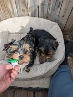 Benny, a male Yorkshire Terrier for sale in Alexandria, SD – Photo 3 of 3