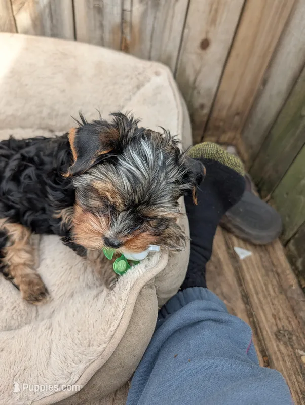 Benny – Yorkshire Terrier puppy for sale in Alexandria, SD