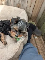 Benny, a male Yorkshire Terrier for sale in Alexandria, SD – Photo 1 of 3