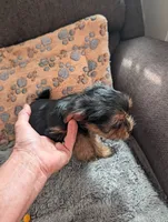Rascal, a male Yorkshire Terrier for sale in Alexandria, SD – 3 of 4