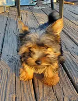 Gizzy, a male Yorkshire Terrier for sale in Alexandria, SD – Photo 1 of 8
