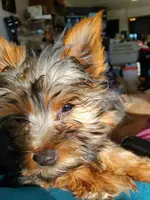 Gizzy, a male Yorkshire Terrier for sale in Alexandria, SD – Photo 7 of 8