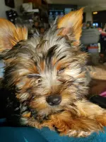 Gizzy, a male Yorkshire Terrier for sale in Alexandria, SD – Photo 6 of 8
