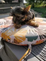 Gizzy, a male Yorkshire Terrier for sale in Alexandria, SD – Photo 4 of 8