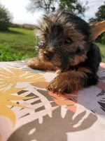 Gizzy, a male Yorkshire Terrier for sale in Alexandria, SD – Photo 3 of 8