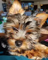 Gizzy, a male Yorkshire Terrier for sale in Alexandria, SD – Photo 8 of 8