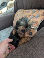 Frisco, a male Yorkshire Terrier for sale in Alexandria, SD – 2 of 2