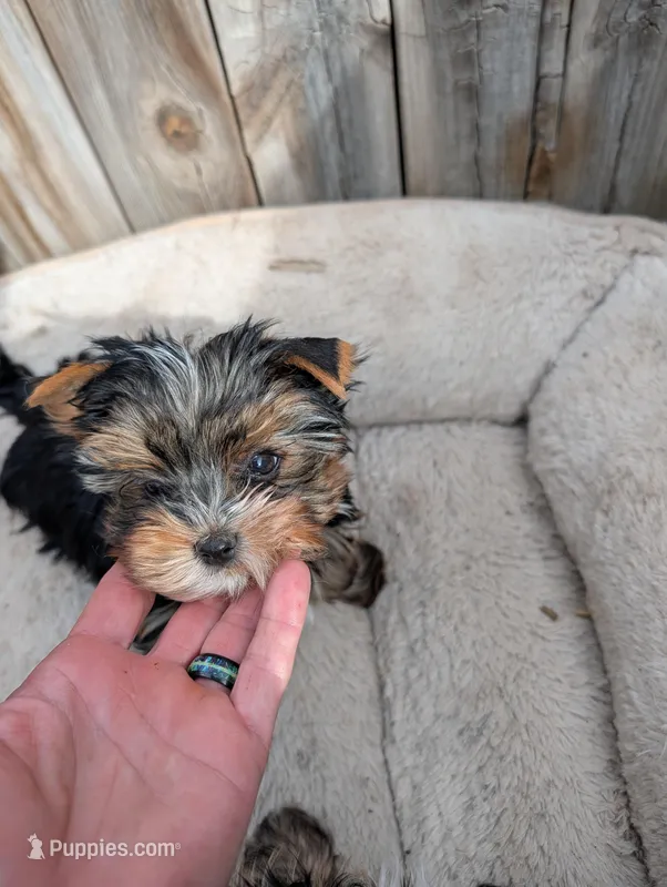 Pipsqueak – Yorkshire Terrier puppy for sale in Alexandria, SD