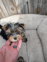 Pipsqueak, a male Yorkshire Terrier for sale in Alexandria, SD – Photo 1 of 2