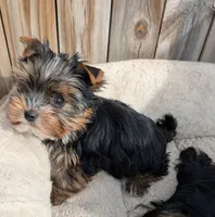 Pipsqueak, a male Yorkshire Terrier for sale in Alexandria, SD – Photo 2 of 2