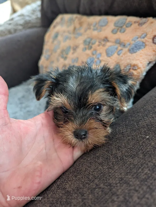 Frisco – Yorkshire Terrier puppy on hold in Alexandria, SD