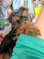 Whitney, a female Yorkshire Terrier for sale in Alexandria, SD – 4 of 4