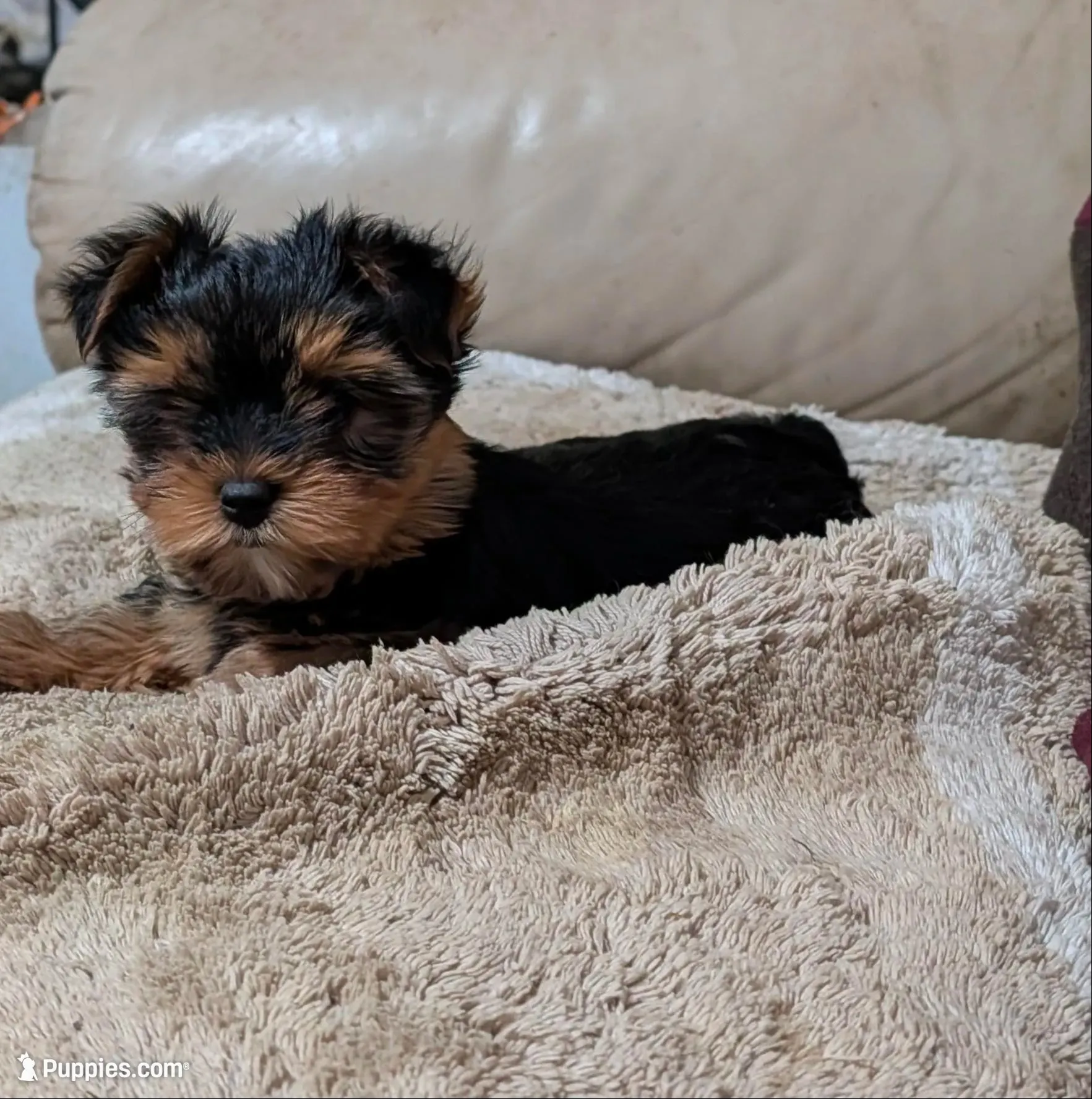 Whitney, a female Yorkshire Terrier for sale in Alexandria, SD – 3 of 4