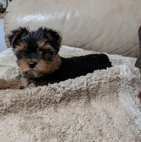 Whitney, a female Yorkshire Terrier for sale in Alexandria, SD – 1 of 1
